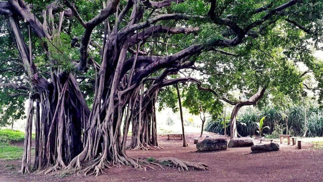 这颗500岁大榕树覆盖着河心岛上约20多亩的土地; 从近处看,浓荫蔽日