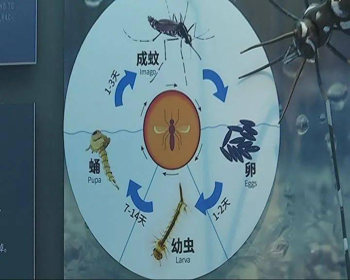 蚊子生长过程简图图片