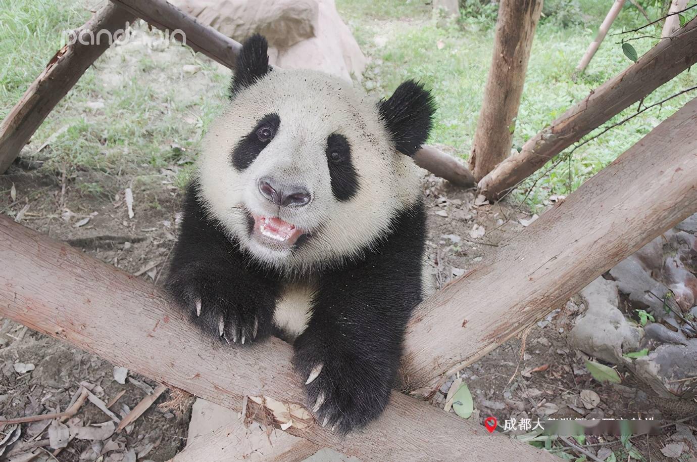 出彩滚滚大熊猫的证件照拍摄现场你pick哪一张