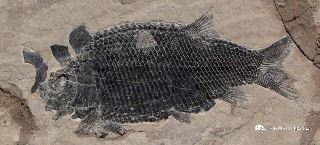 劫后重生南盘江盆地三叠纪生物大复苏