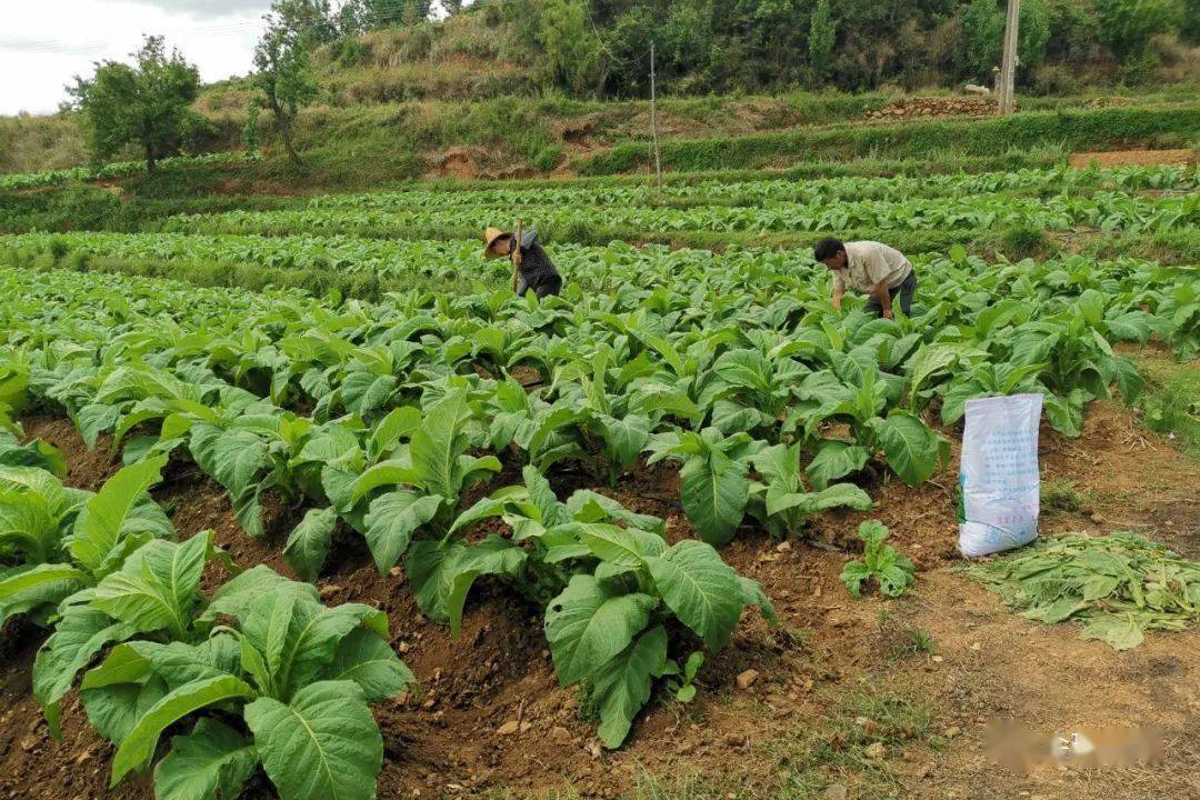 会理:新烟区新烟农开启致富路!