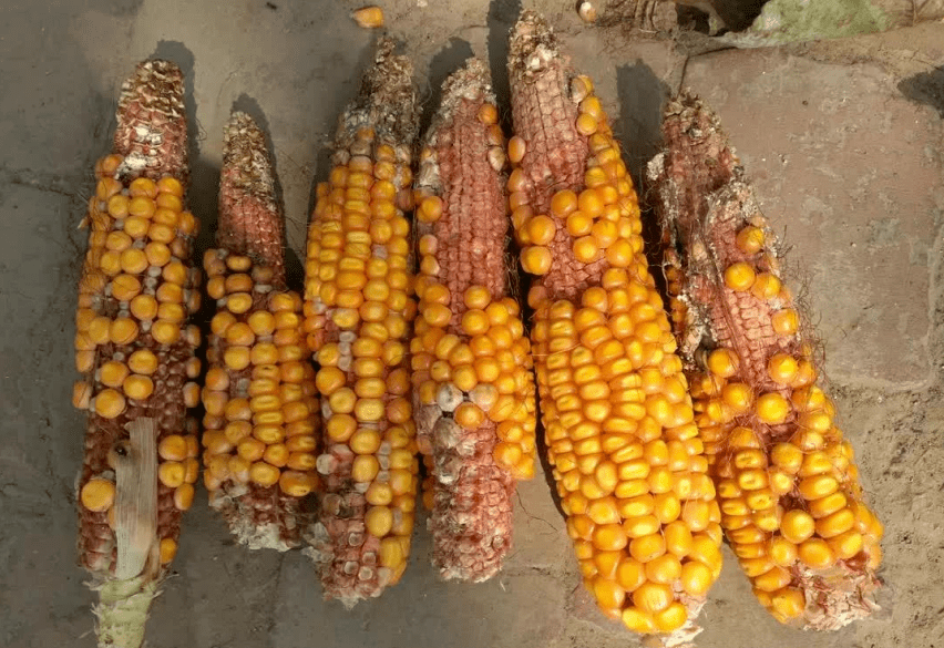 玉米田间最常见的8大秃顶原因 很多人都不知道如何解决_授粉