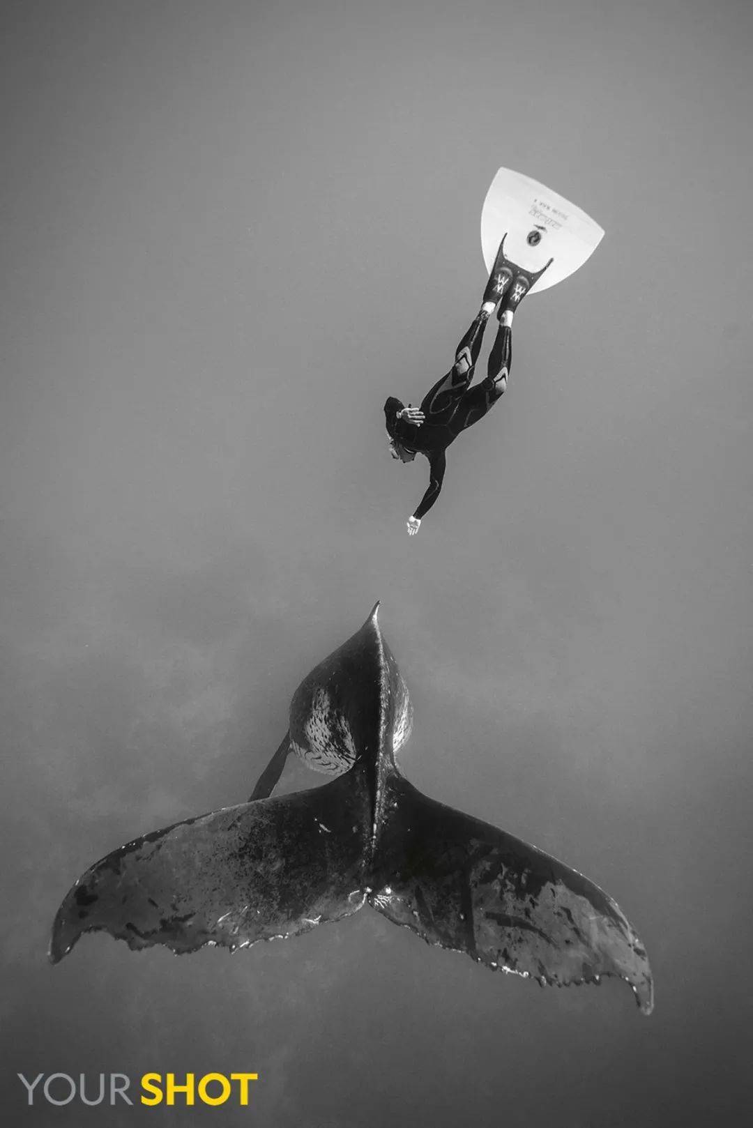 座头鲸吞人,把鲸恶心坏了