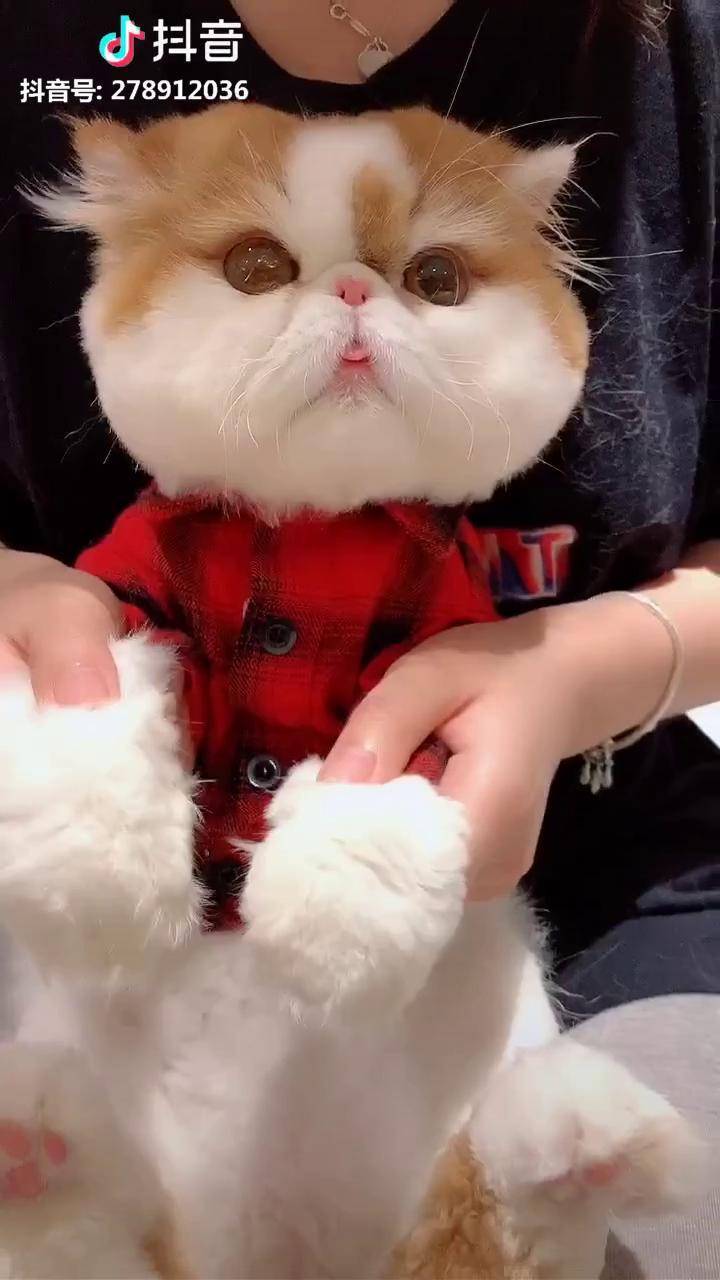 糖宝给大家问好啦