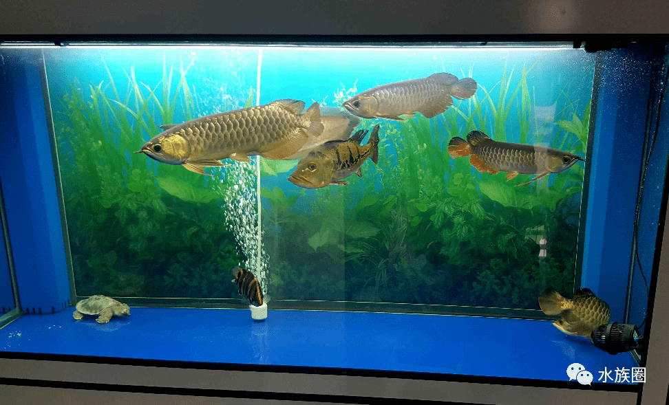 怎么养鱼才能不养死 d065457c6abe4ab59c5073ce071586c2.png