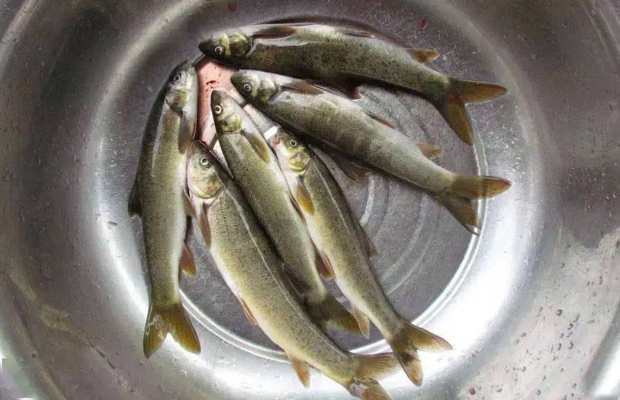 大理弓鱼主要分布于洱海这片水域,它们成群结对地首尾相衔,游动出一条