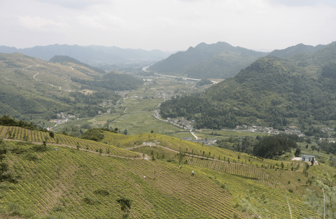 贯彻全会精神落实首位战略|蒲场镇:发展"五型"高效农业,打造城郊型农