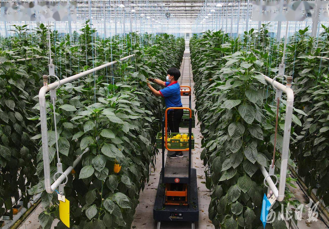 南和区积极调整农业产业结构,依托科技引领作用,大力发展高效设施农业