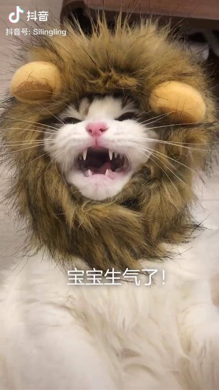 喏,叫声就是这么嗲而且它真的很少叫萌宠 布偶猫 猫
