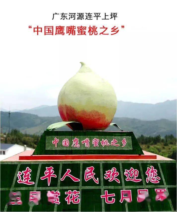 正宗广东河源连平上坪鹰嘴桃,桃中极品,果园直供,8.