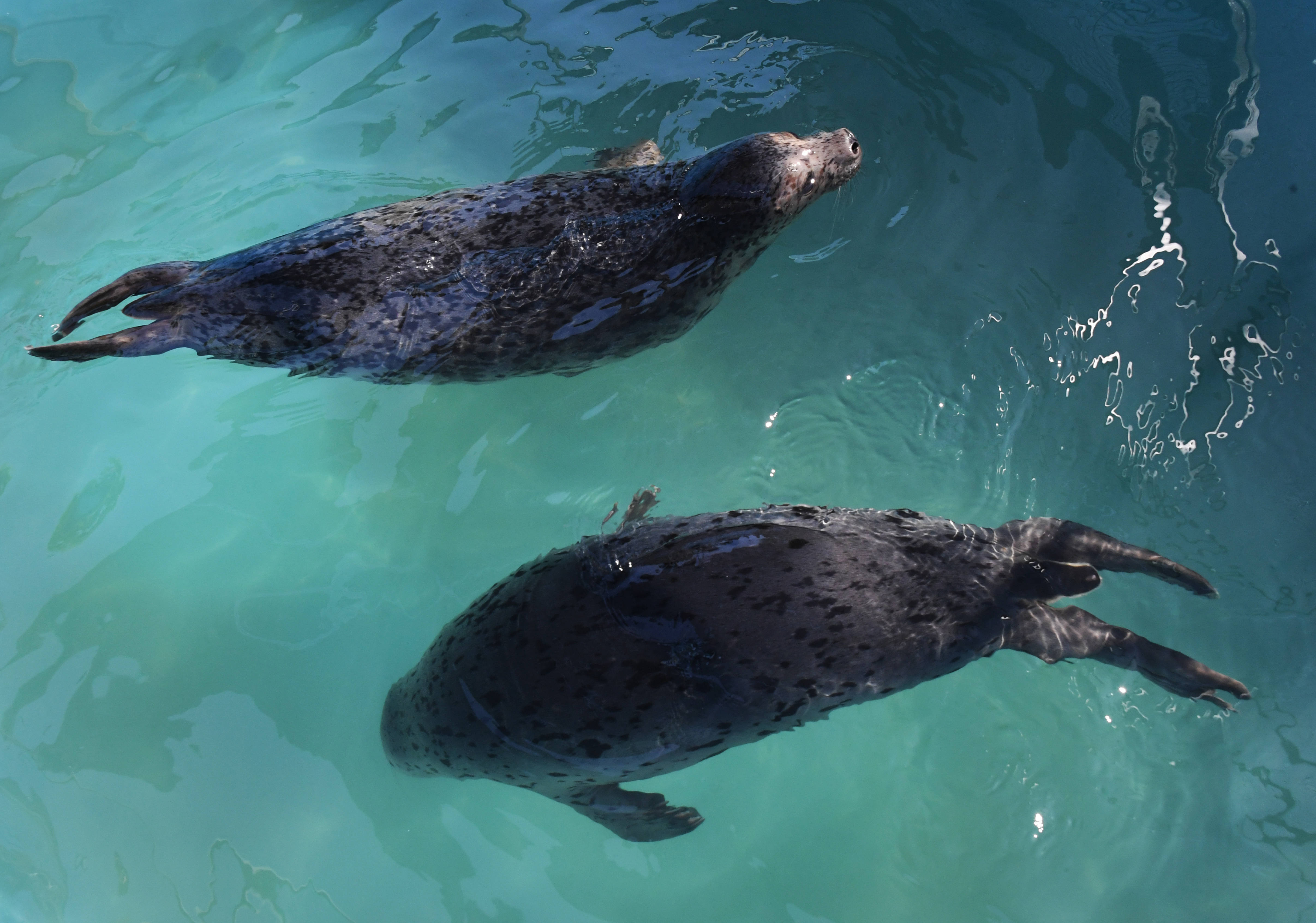 俄罗斯海洋哺乳动物恢复中心_海豹