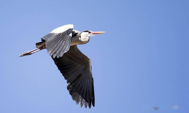 随机应变,化解危机––––借古人智慧,处理工作失误_鸿鹄