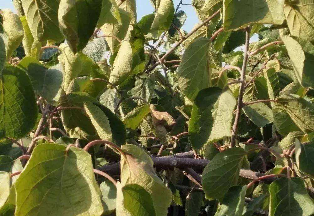 猕猴桃肥害叶子图片图片