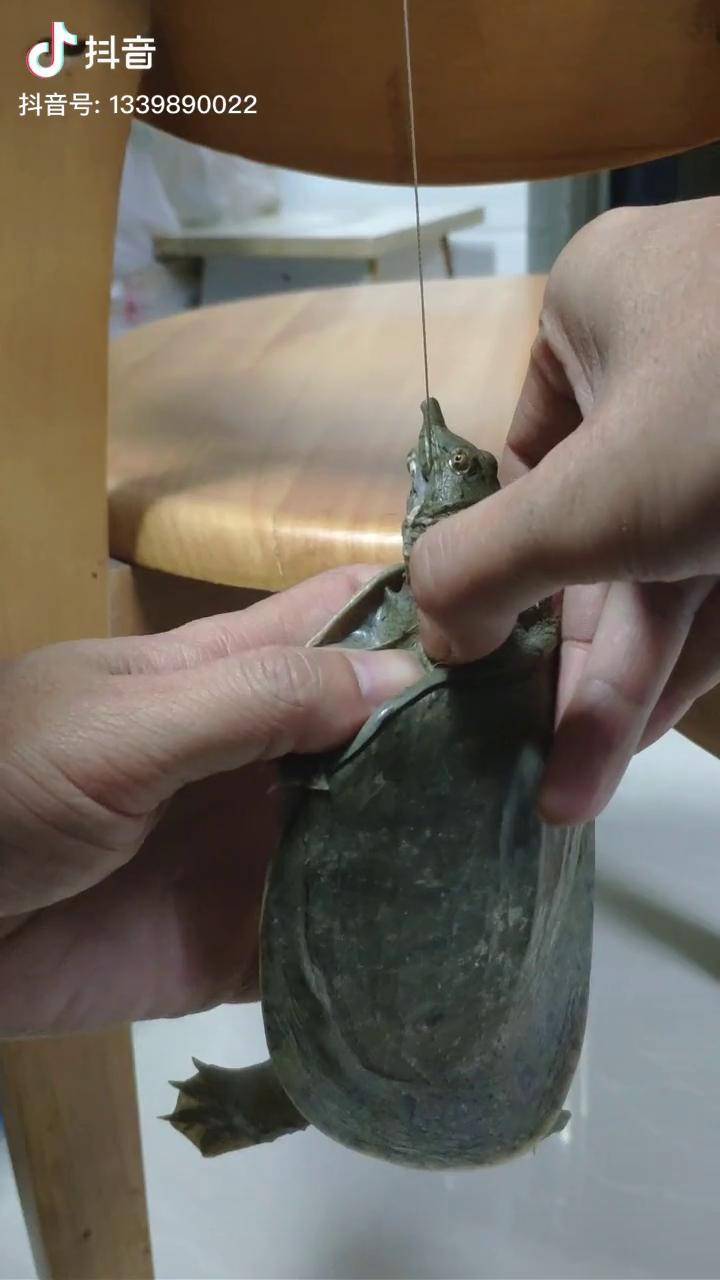 甲鱼不伸头吃得深怎么取甲鱼钩看袍哥操作