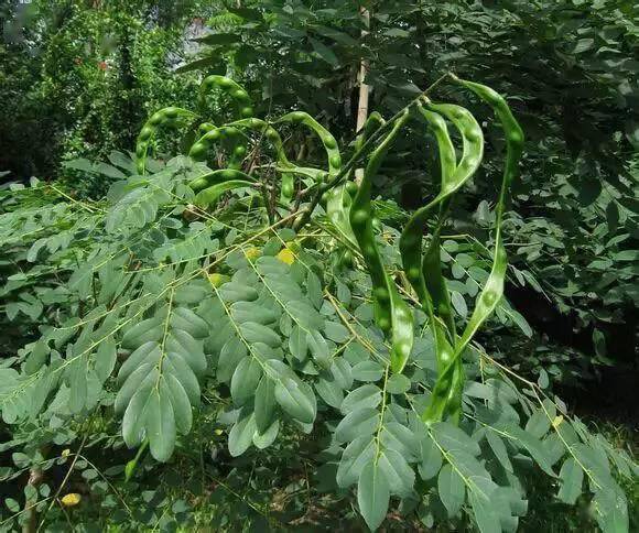 金鐘菩提桉果蜜蠟果橡膠樹的果實滿貫菩提椰蒂(網上很多都是假滿貫