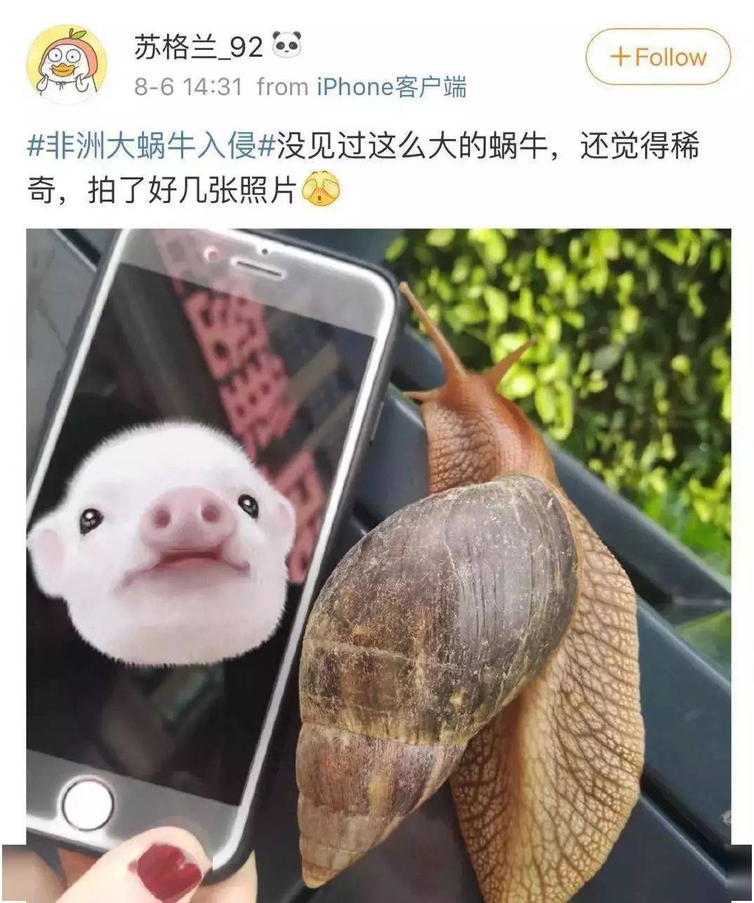 蜗牛怎么生小孩 1ef9d4996113421dba84213905451d1a.jpeg