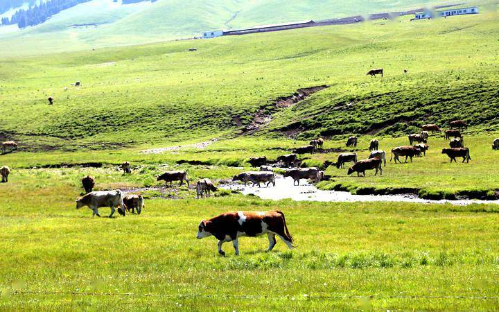 新疆昭苏:牧场草美褐牛肥