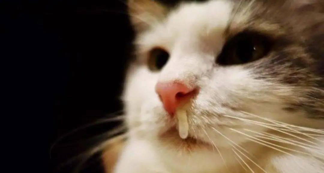 猫咪吸鼻涕表情包图片