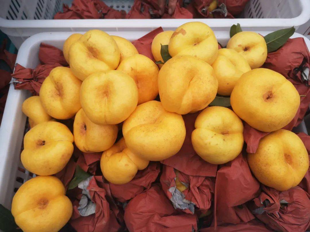 扩散濮阳万斤黄金油蟠桃成熟待采摘5元一斤周六集合快报名