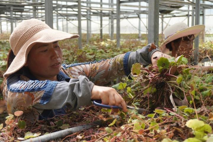 貴州百靈定製藥園讓25餘萬畝中藥材種植基地有了優質種苗