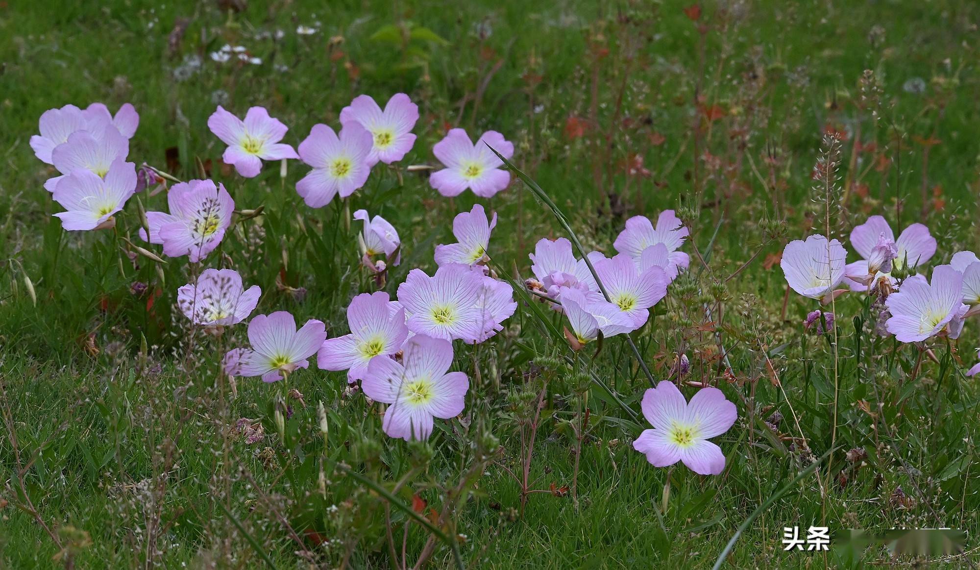 五月花美丽月见草