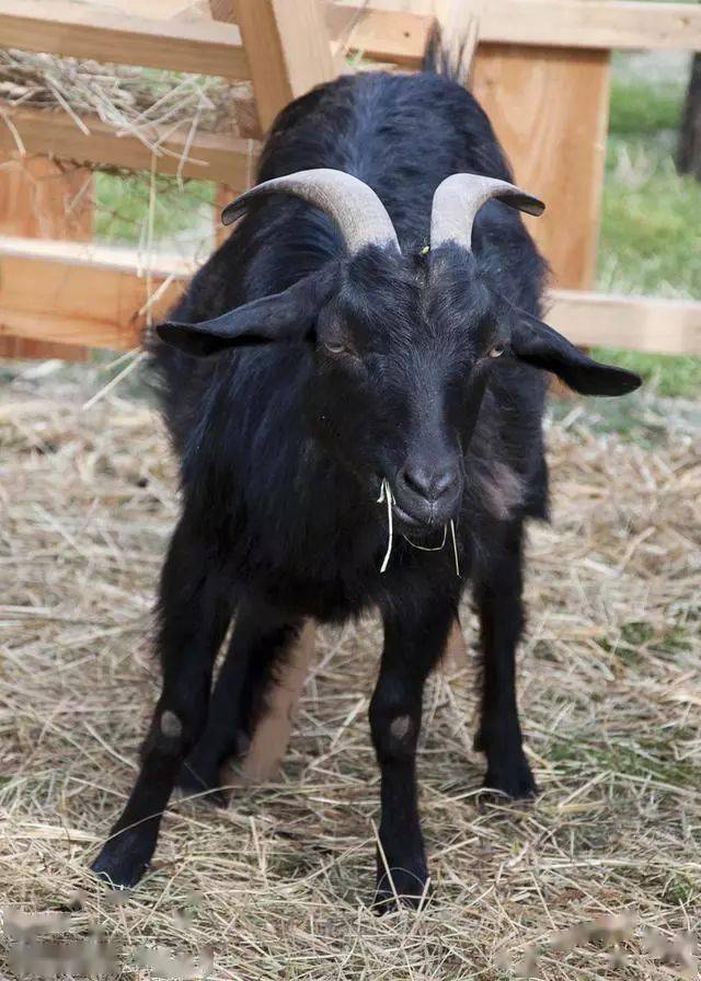黑山羊,一年能挣几十万真的!