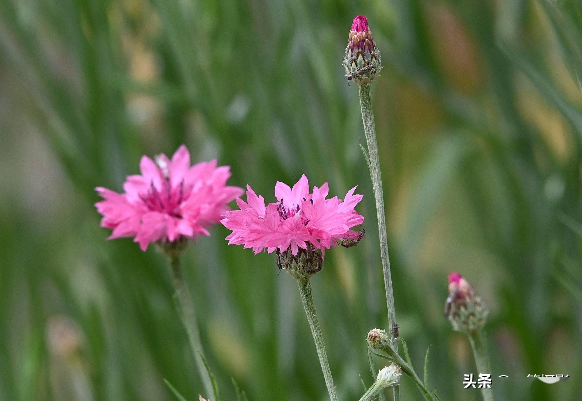 五月花 矢车菊 盘花