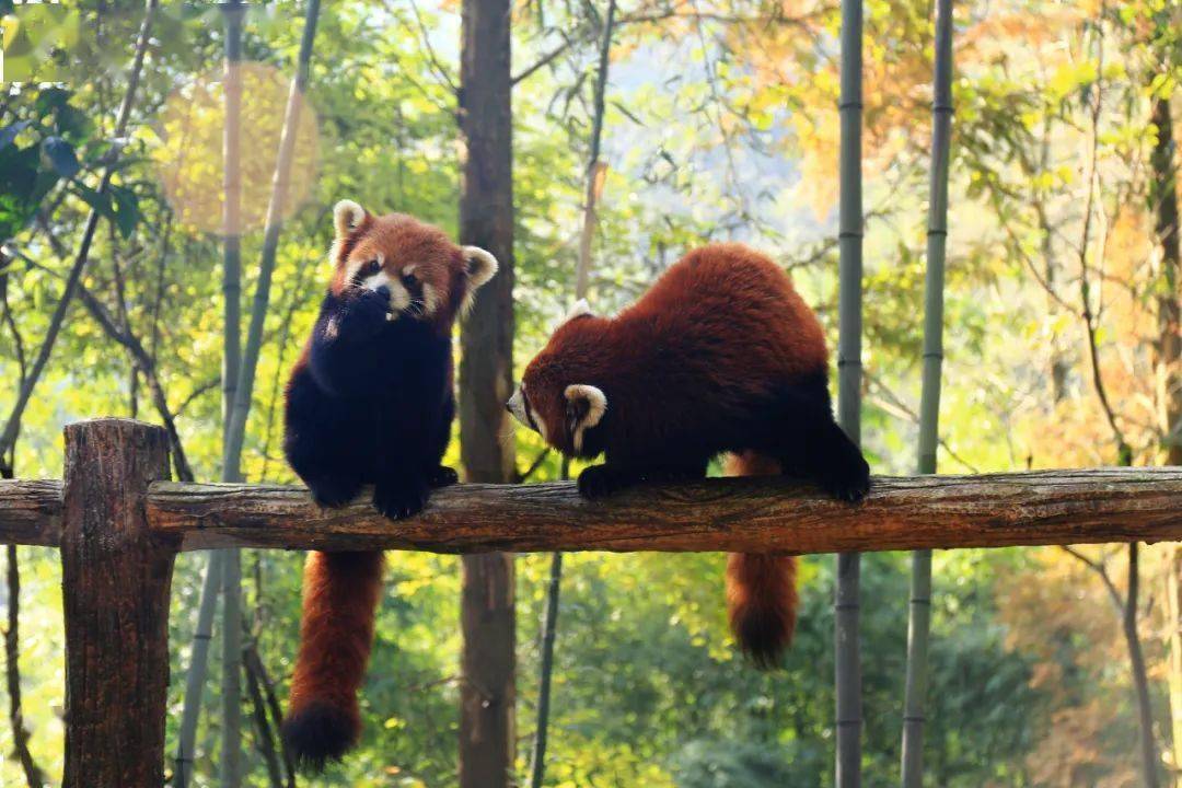 可可爱爱!熊猫基地喜迎"四胞胎"