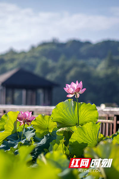 尔一池|夏日南湖：赠尔一池“荷” 一步一景 一叶一梦