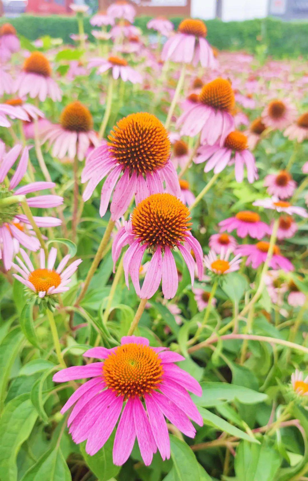 紫锥菊娇艳绽放太平羊尾村靓靓靓