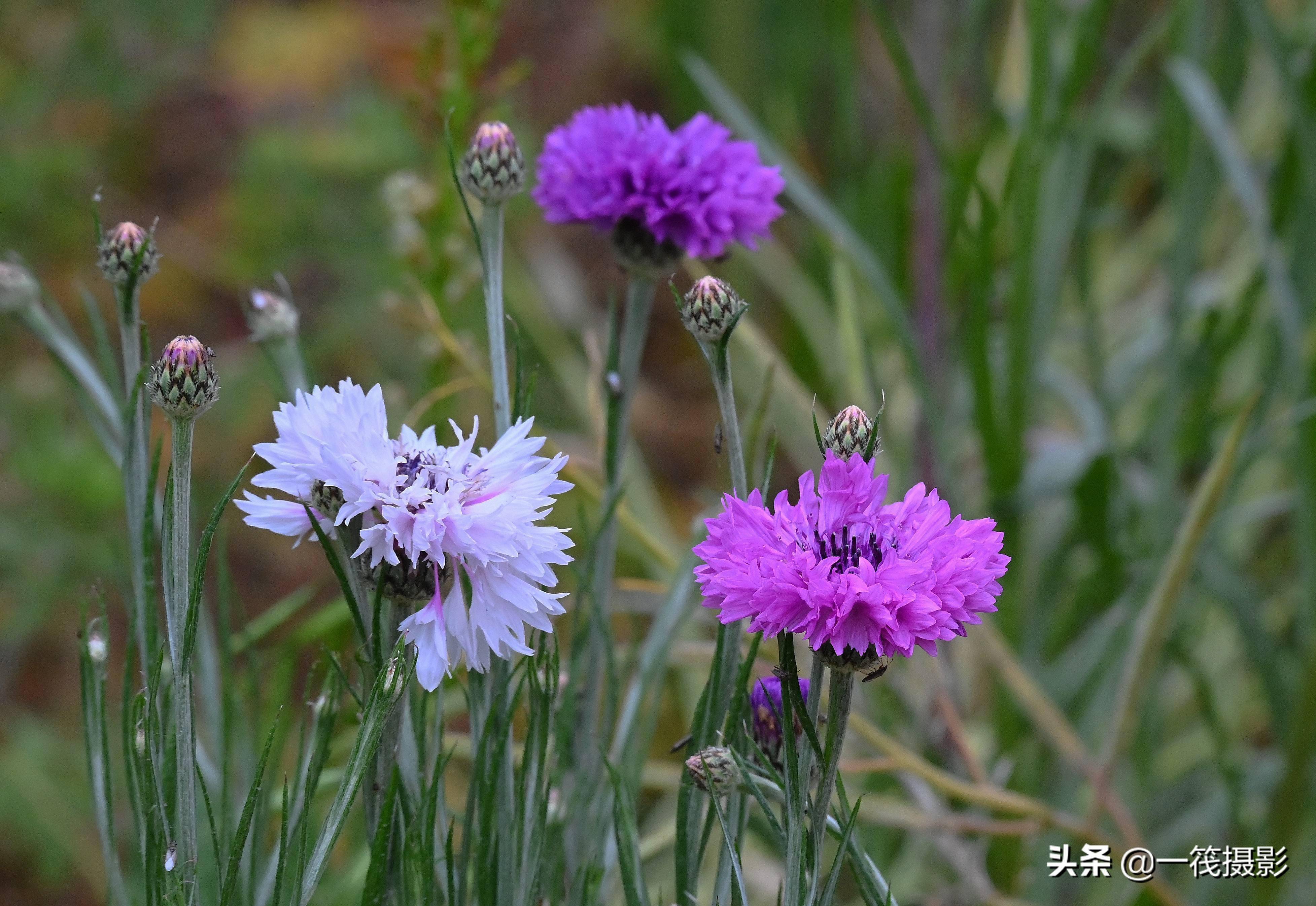 五月花——矢车菊