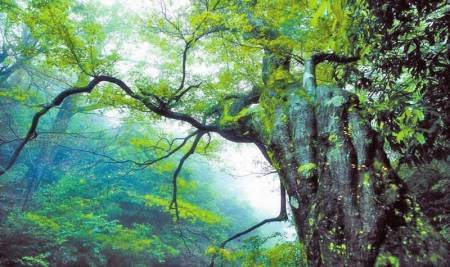 宣汉县五马归槽林场 林区变景区 青山变金山