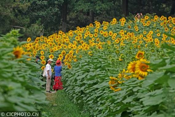 葵花初绽迎 七一 旅游 全球资讯新闻网