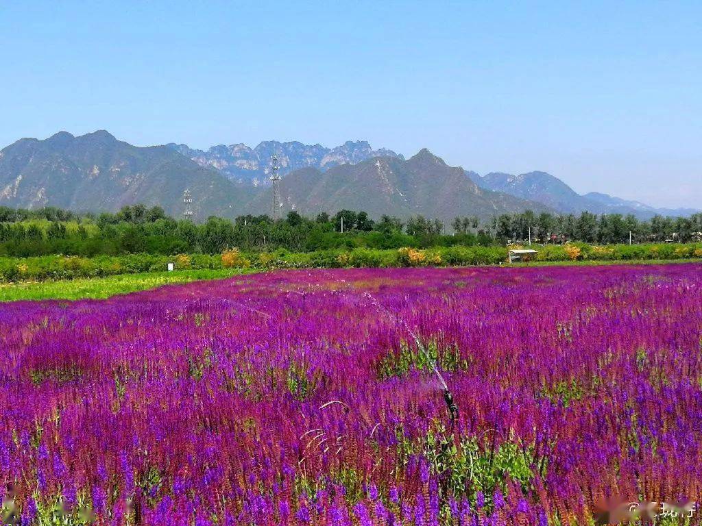 美爆了千亩花海震撼怒放惊艳北京城