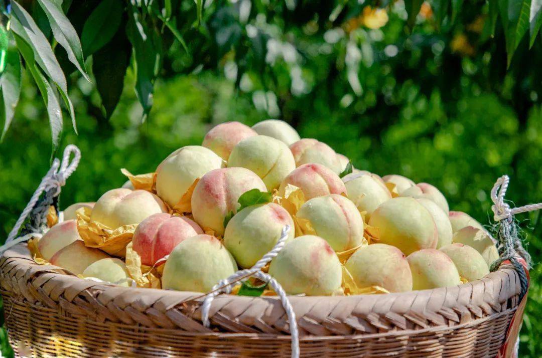 切勿以为没有用福岛白桃就万事大吉_日本