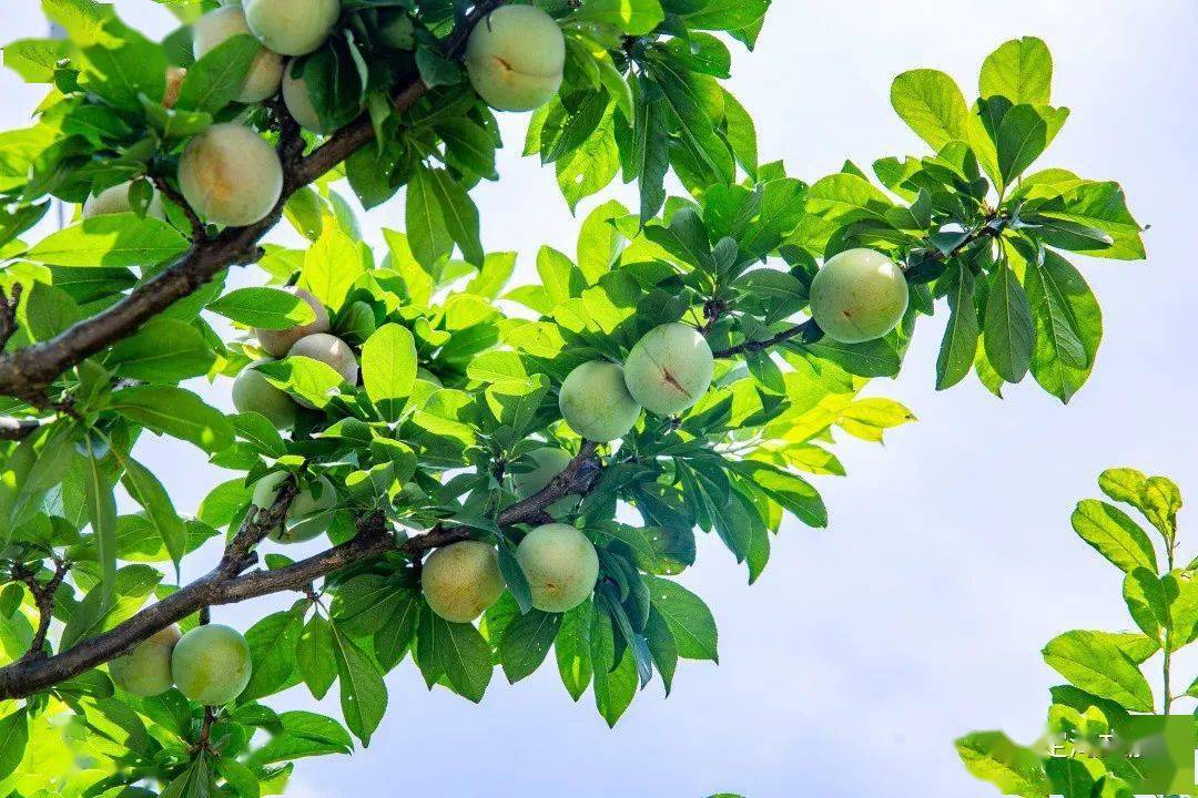 金塘李子上市快来尝第一口鲜甜