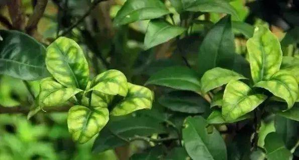 作物缺素"典型"症状图!(超级实用)