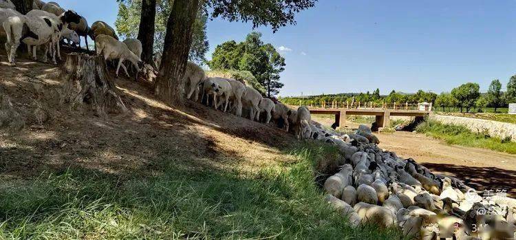 边塞风光杨千河乡