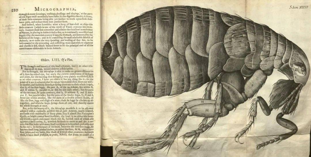 罗伯特·胡克的《微图》中的跳蚤插图,1665年