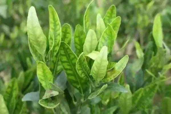 作物缺素"典型"症状图!(超级实用)