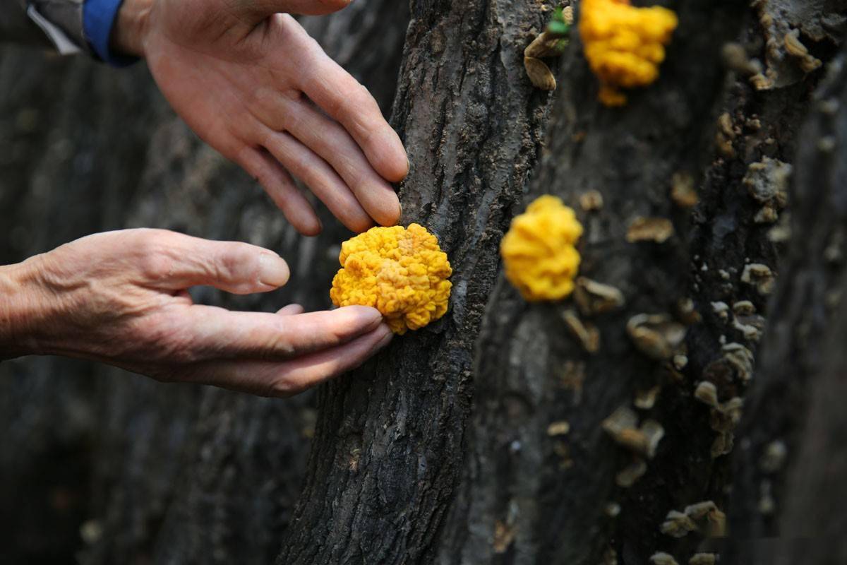 六旬老人在秦岭深山种金木耳,一斤收购价80元,一年毛收入20万元