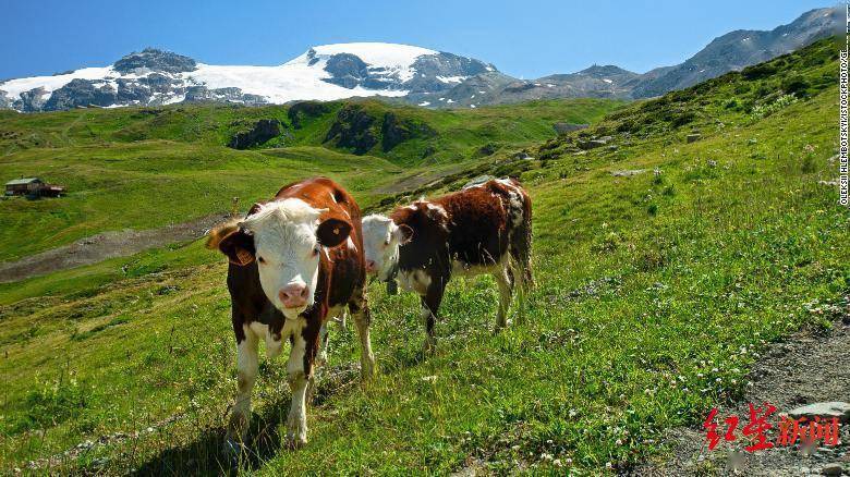 阿尔卑斯|牛的胃液太牛了！研究发现：牛胃里的微生物能降解塑料