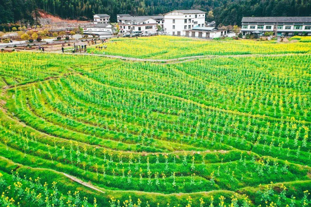 优秀74铜鼓微爱公益廖筱梅坪田村获全省表彰