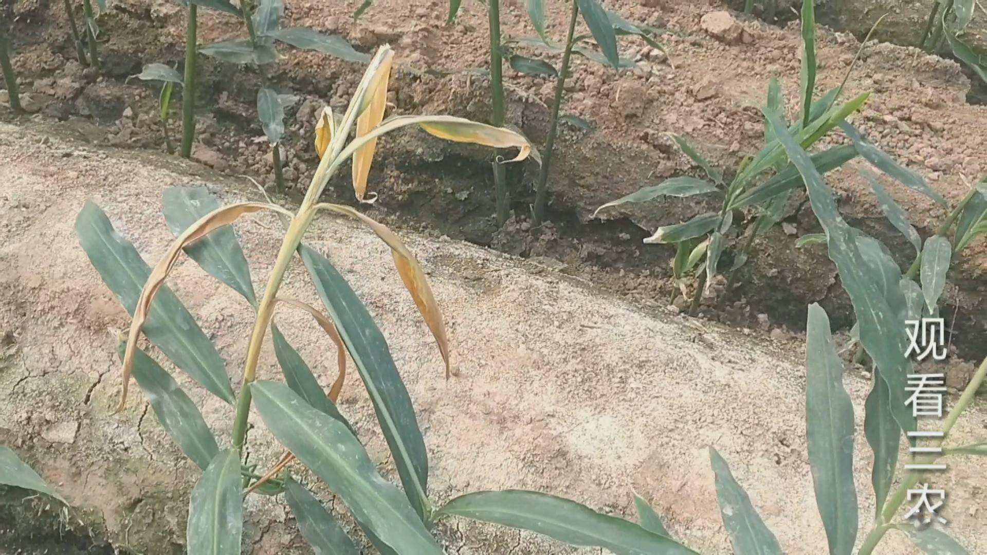 河北行唐种植生姜,大姜钻心虫防治?