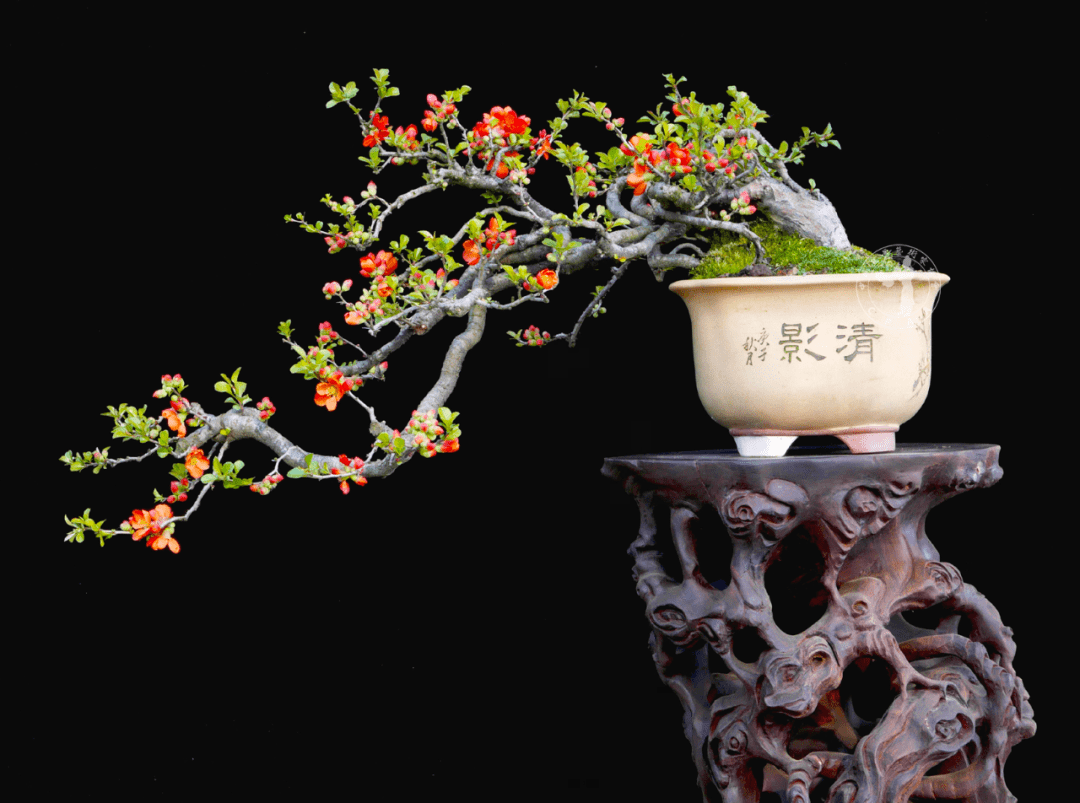 盆景语言的光芒——读徐昊新作"春风度玉门"海棠盆景_审美