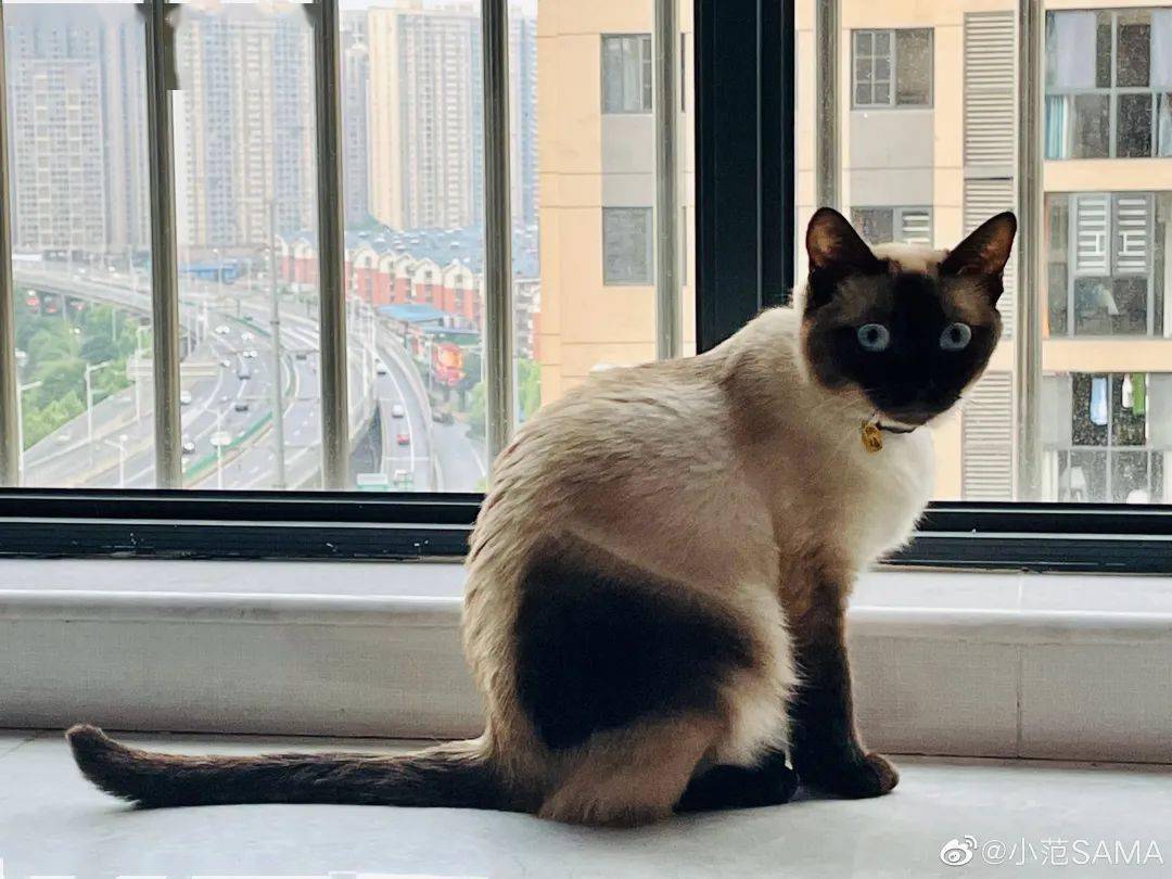 暹罗猫剃完毛后秒变"补丁猫"!主人哭惹:怎么会这样!