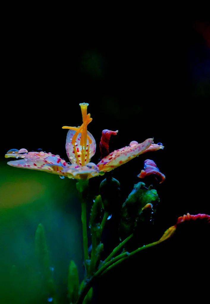 花卉摄影雨中的小花