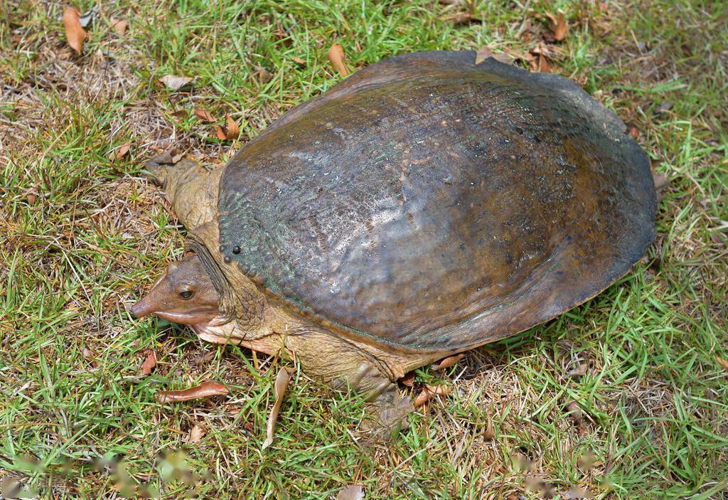 佛罗里达鳖流入中国,隐匿在16个省区,会在野外泛滥成灾吗?_物种