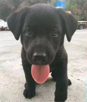 是只非常卡哇伊的黑宝宝!