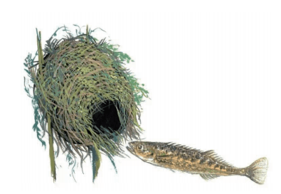 库页多刺鱼是刺鱼科鱼类.